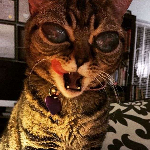 Кішка Матильда по кличці Інопланетянин стала черговою зіркою Instagram (15 фото)