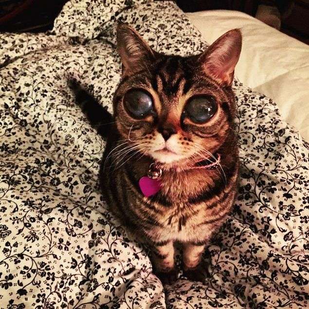 Кішка Матильда по кличці Інопланетянин стала черговою зіркою Instagram (15 фото)