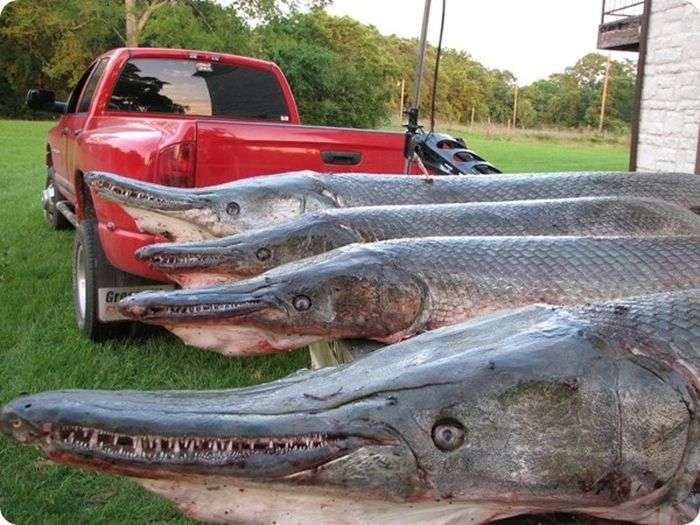 Миссисипский панцирник або риба-алігатор (16 фото)