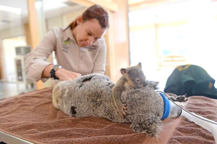 Дитинча коали не стали розлучати з матірю навіть на час операції (6 фото)
