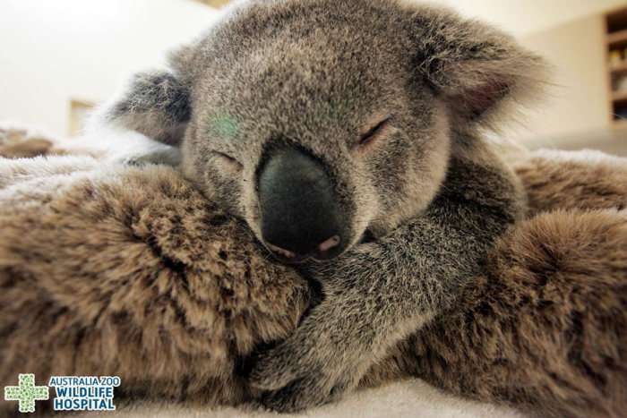Дитинча коали не стали розлучати з матірю навіть на час операції (6 фото)