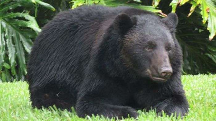 У США ведмідь поласував вкраденим собачим кормом і заснув на задньому дворі приватного будинку (3 фото)