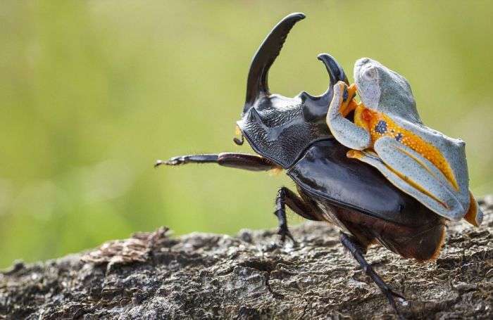 Мініатюрне родео: жаба верхи на жука (6 фото)
