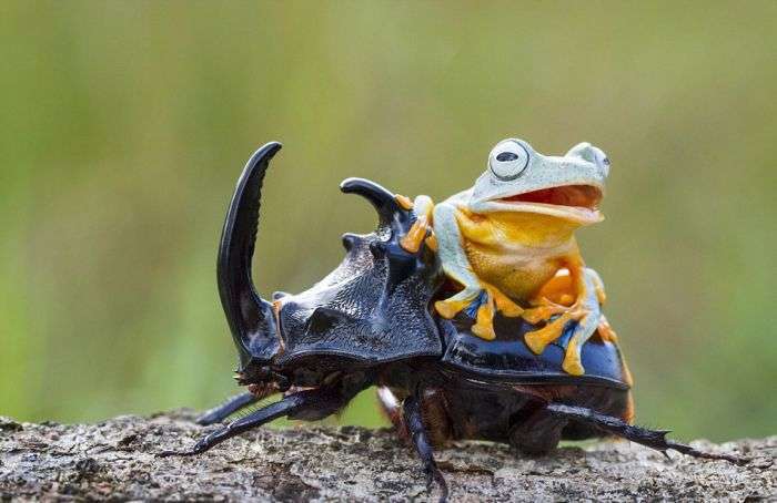 Мініатюрне родео: жаба верхи на жука (6 фото)