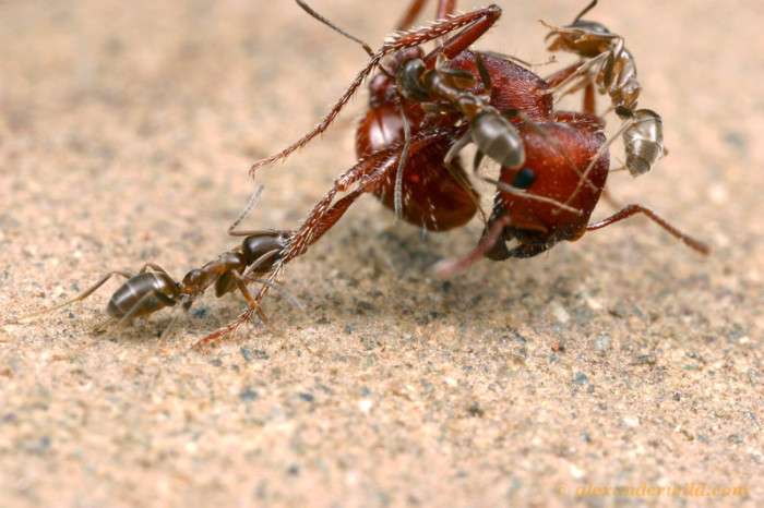 Жорстокі мурашині війни (53 фото)