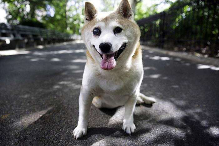 Кориця - найщасливіша собака у світі (9 фото)