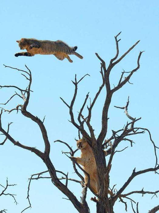 Рятуючись від степової рисі, дика кішка зробила неймовірний стрибок (4 фото)