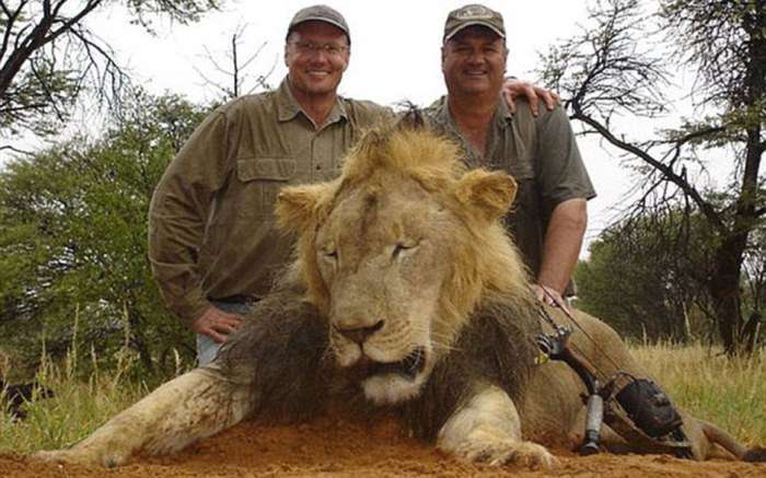Сесіл, самий знаменитий лев Зімбабве, був убитий американським мисливцем-дантистом (6 фото)