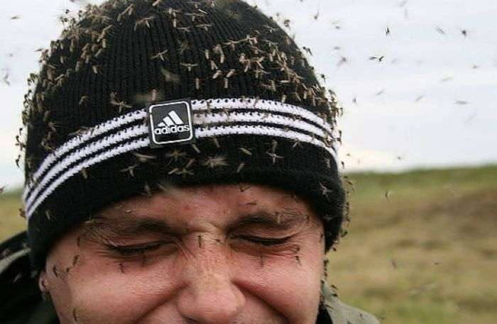 З-за чого комарі кусають деяких людей частіше інших (6 фото)