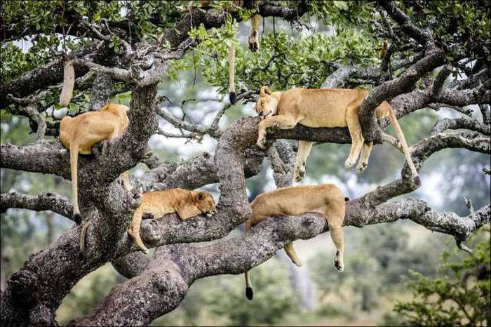 Леви на дереві (14 фото)