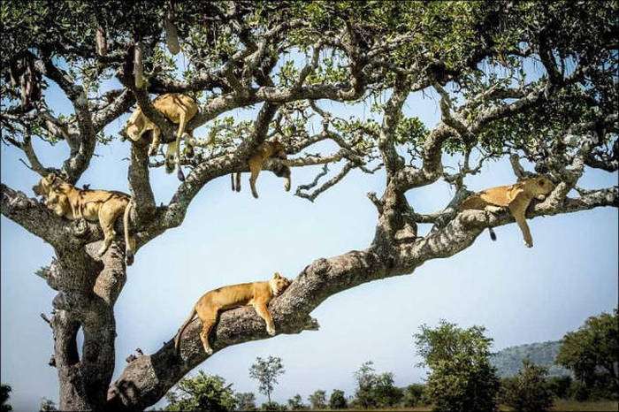 Леви на дереві (14 фото)