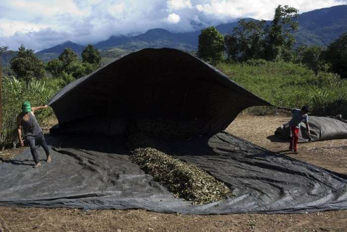Як жителі Перу вирощують коку (13 фото)