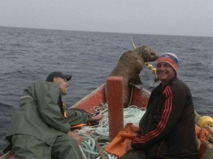 Морський котик протягом 8 годин катався на човні з сахалинскими рибалками (5 фото)