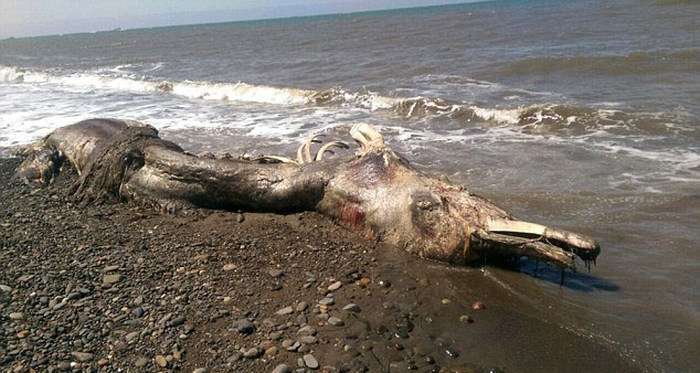 У Шахтарську виявили останки невідомого тваринного (5 фото)