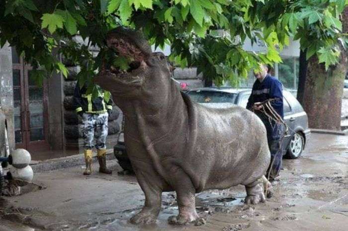 На вулицях Тбілісі шукають тварин, що втекли із зоопарку в результаті повені (19 фото + 2 відео)