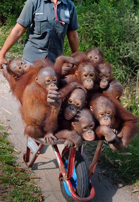 Маленькі орангутанги лінуються ходити пішки (7 фото)