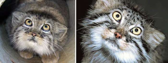 Цікаві фотографії диких котів – манулов (25 фото)