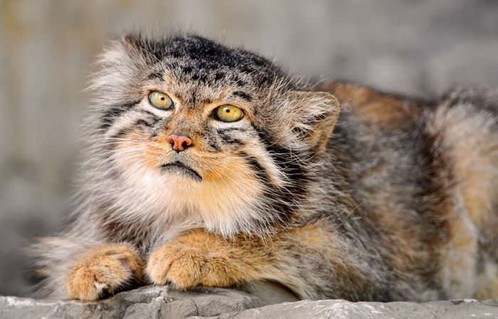 Цікаві фотографії диких котів – манулов (25 фото)