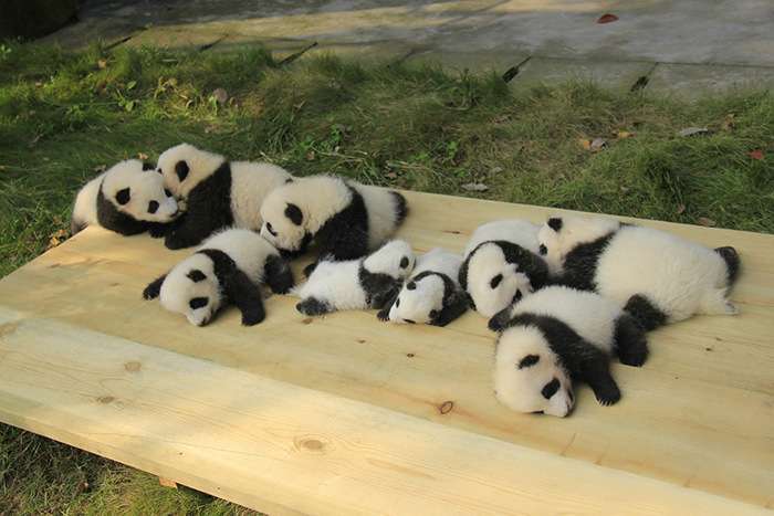 Китайський дитсадок для дитинчат панди (18 фото)
