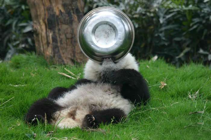 Китайський дитсадок для дитинчат панди (18 фото)