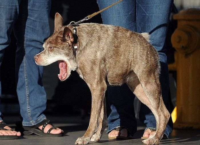 Пес Квазі Модо став найпотворнішим собакою в світі (6 фото)