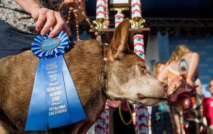 Пес Квазі Модо став найпотворнішим собакою в світі (6 фото)
