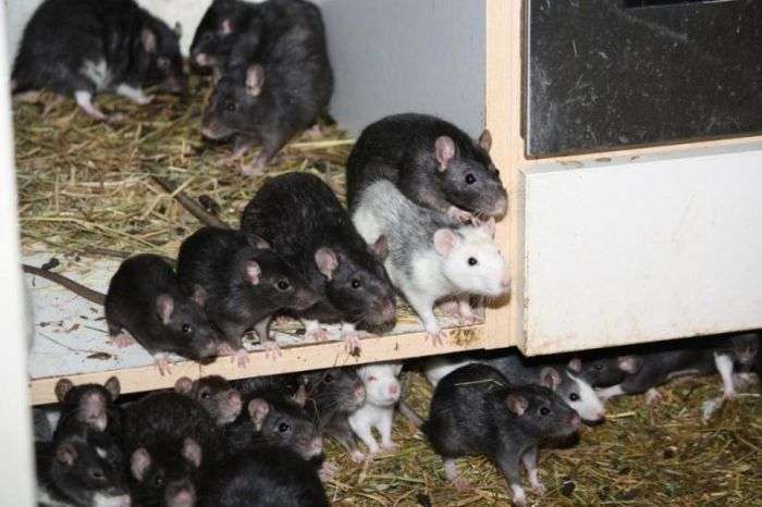 У Мюнхені чоловік ділив свою 2-кімнатну квартиру з трьома сотнями щурів (14 фото)