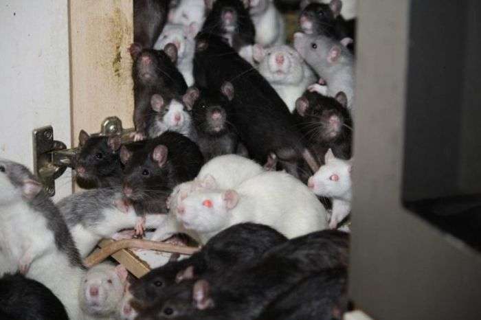 У Мюнхені чоловік ділив свою 2-кімнатну квартиру з трьома сотнями щурів (14 фото)
