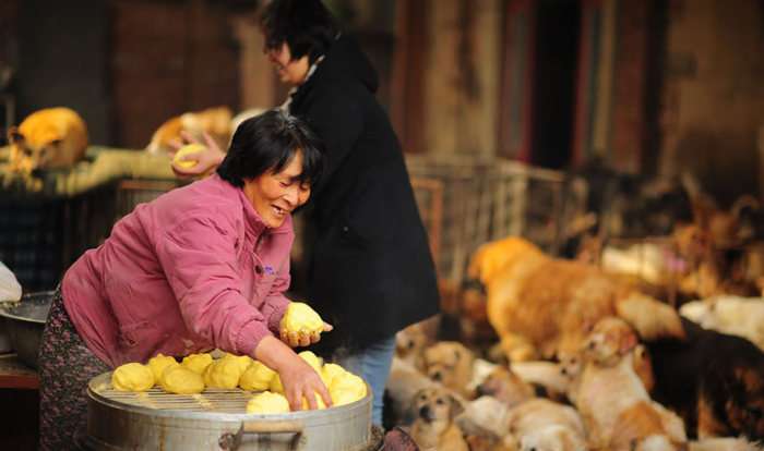 Літня китаянка врятувала 100 собак, яких повинні були зїсти (16 фото)