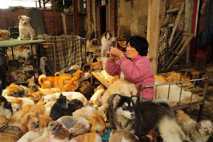 Літня китаянка врятувала 100 собак, яких повинні були зїсти (16 фото)
