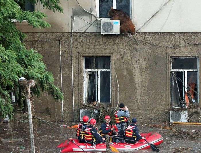 На вулицях Тбілісі шукають тварин, що втекли із зоопарку в результаті повені (19 фото + 2 відео)