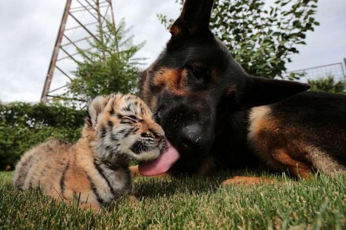 У словацькому зоопарку люди і собаки виховують маленького тигра (9 фото)