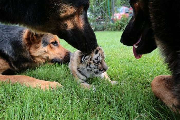 У словацькому зоопарку люди і собаки виховують маленького тигра (9 фото)