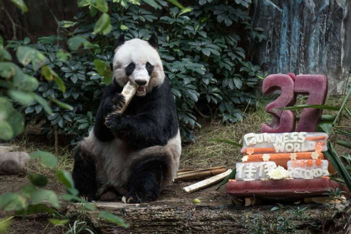37-річна панда Цзя-Цзя стала найстарішою пандою в світі (3 фото)