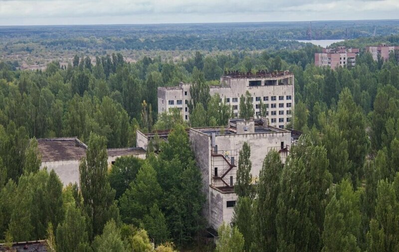 Почему растения Чернобыля не гибнут от рака Интересное