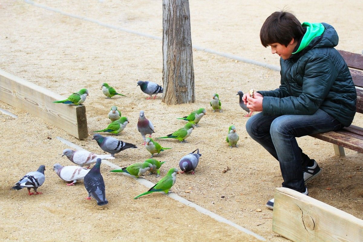 10 мест, где привычных для нас голубей заменяют экзотические животные мир,страны