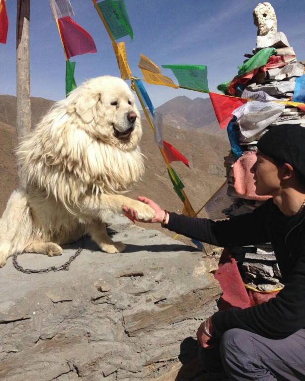 17 снимков тибетских мастифов, в которых 60 килограммов шерсти, любви и очарования зверушки,живность,питомцы, Животные