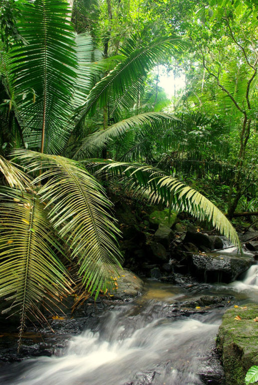 Большое фотопутешествие по лесам Амазонки путеествия, Путешествие и отдых