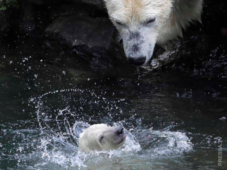 Берлинский зоопарк показал нового белого медвежонка Интересное