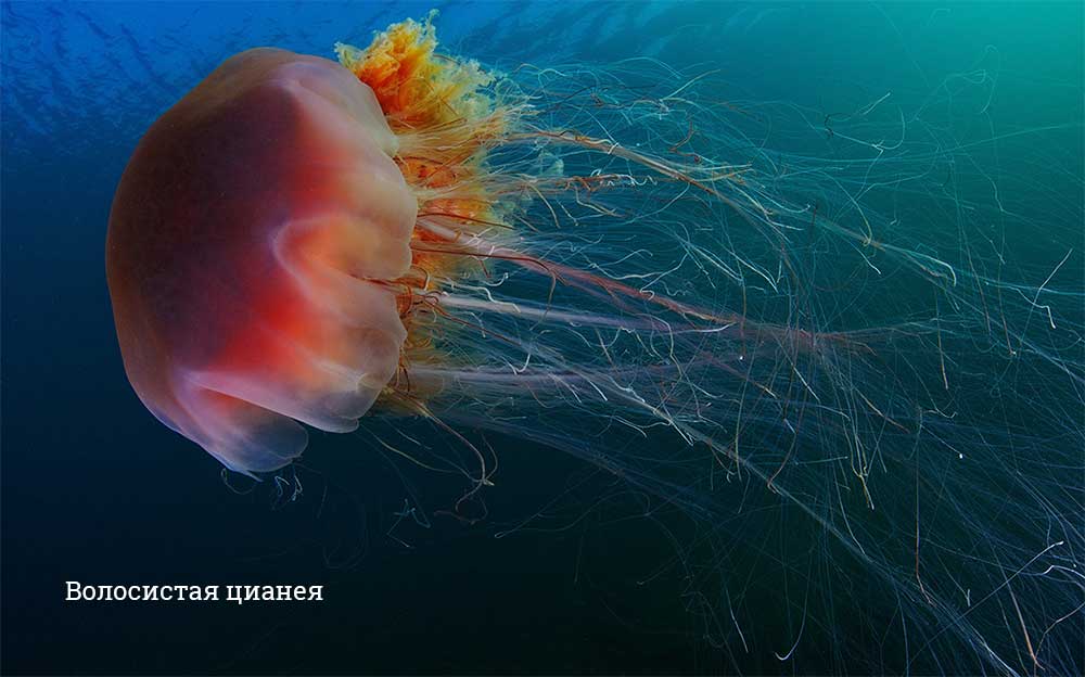 Какая медуза самая большая в мире? Размеры, интересные факты, фото зверушки,живность,питомцы, Животные