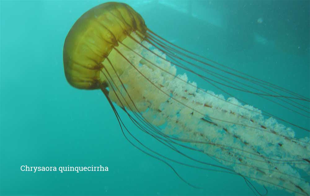 Какая медуза самая большая в мире? Размеры, интересные факты, фото зверушки,живность,питомцы, Животные