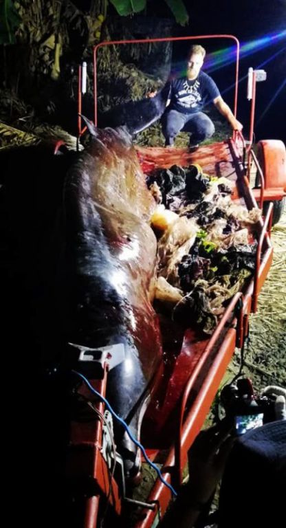 Мусор-убийца: на побережье Филиппин нашли мертвого кита, погибшего от 40 кило съеденного пластика зверушки,живность,питомцы, Животные
