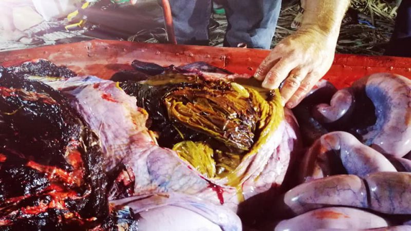 Мусор-убийца: на побережье Филиппин нашли мертвого кита, погибшего от 40 кило съеденного пластика зверушки,живность,питомцы, Животные