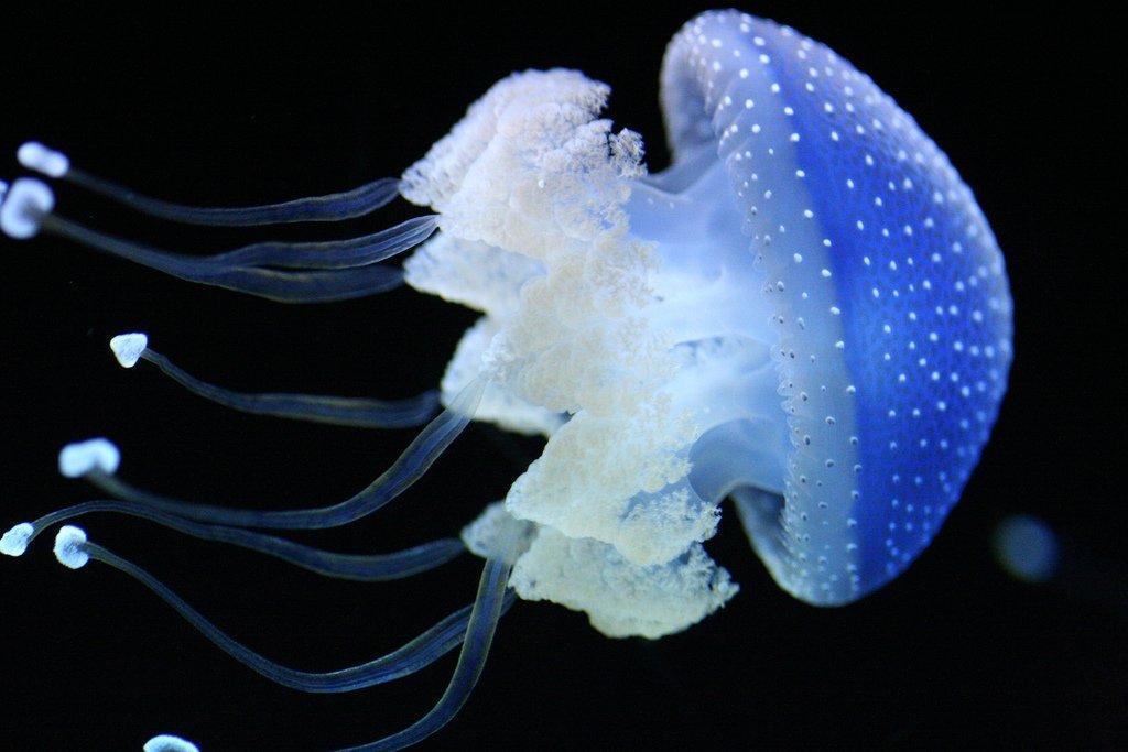 Самые красивые и яркие медузы зверушки,живность,питомцы, Животные