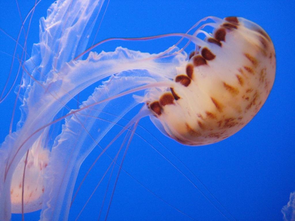 Самые красивые и яркие медузы зверушки,живность,питомцы, Животные