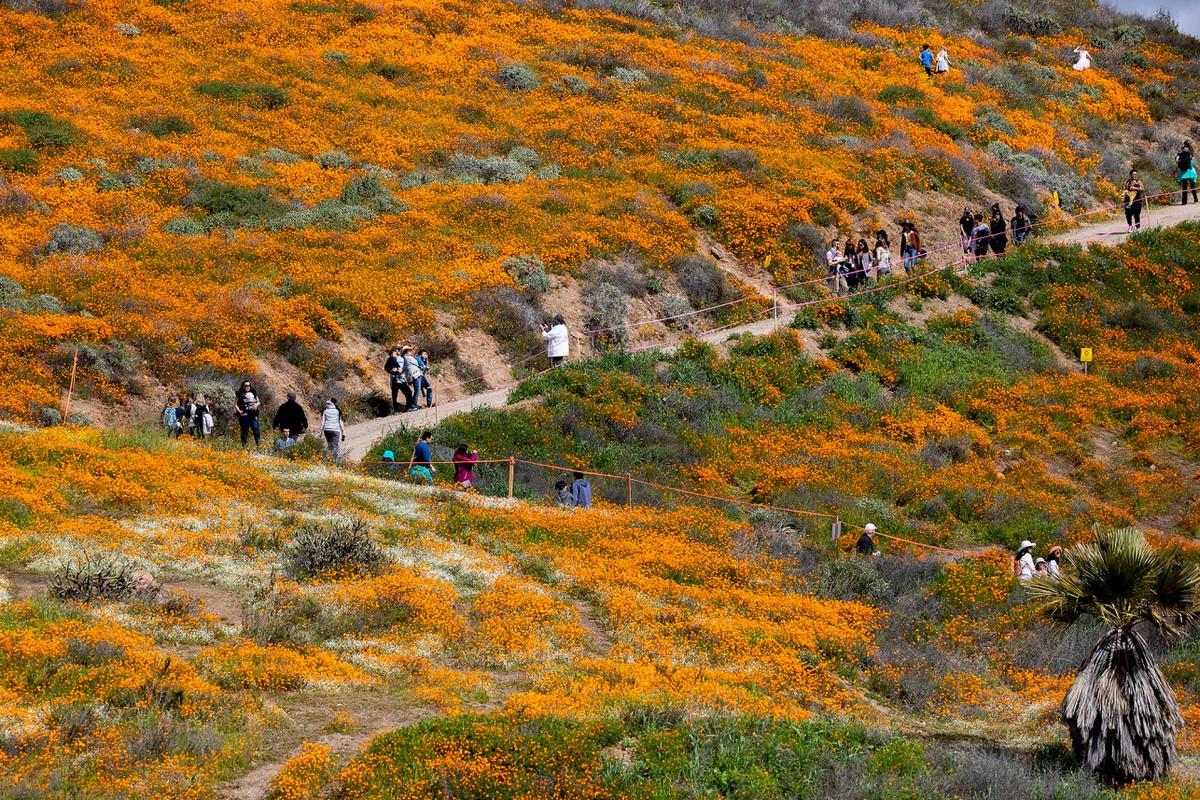 Калифорнийский город вынужден закрыть просмотр «супер цветение» маков из-за толп туристов МиР