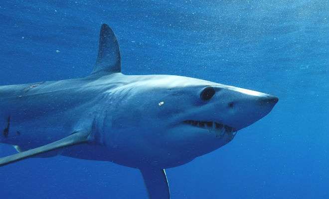 Почему акула быстро плавает Интересное