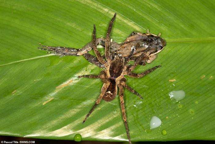 Огромные амазонские пауки едят лягушек, змей и даже опоссумов Интересное