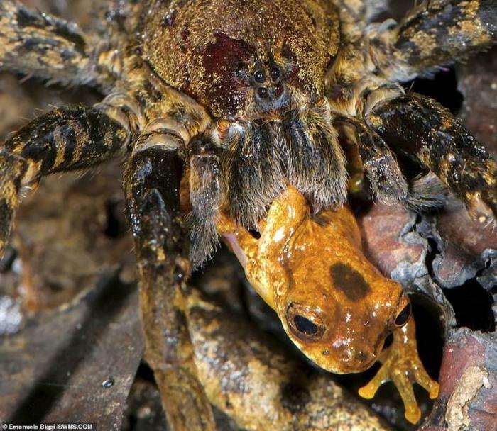 Огромные амазонские пауки едят лягушек, змей и даже опоссумов Интересное
