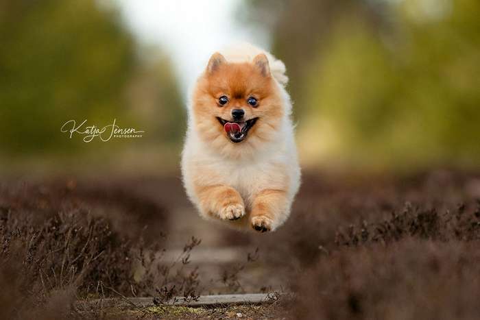 Счастливые летающие собаки: фотоподборка для поднятия настроения Интересное
